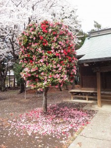 椿と桜