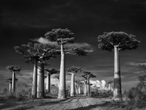 ancient-trees-beth-moon-1