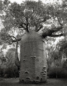 ancient-trees-beth-moon-11