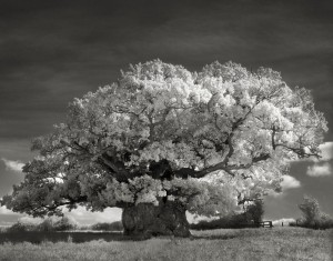 ancient-trees-beth-moon-2