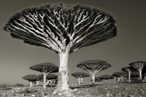 ancient-trees-beth-moon-9